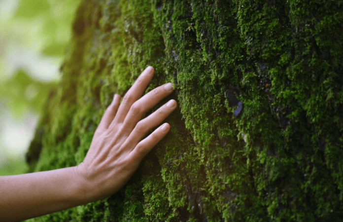 Nova regulamentação europeia vetará importações de produtos não sustentáveis