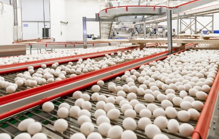 Exportações brasileiras de ovos crescem 381,6% em agosto