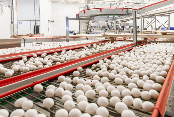 Exportações brasileiras de ovos crescem 381,6% em agosto