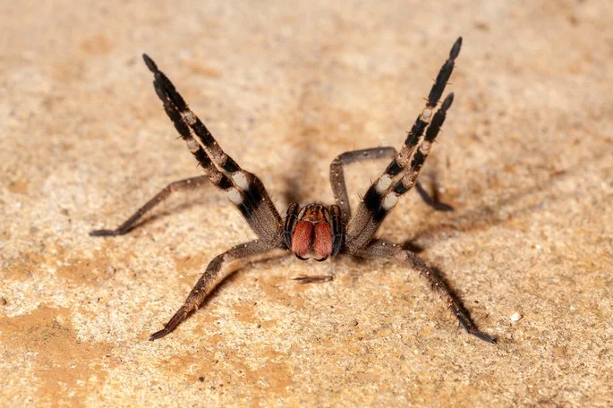 Viagra com dias contados: aranha-armadeira faz armar aquilo que não levanta