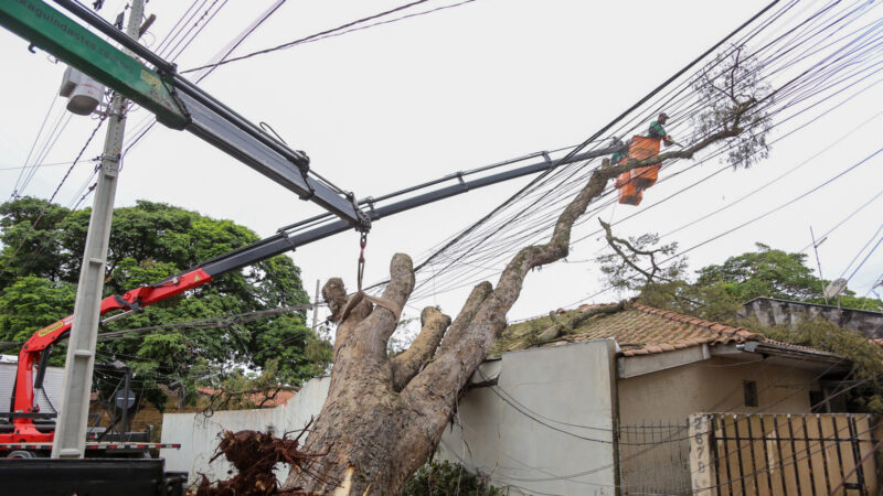  Vento de 110,1km derrubou mais de 700 árvores em Maringá