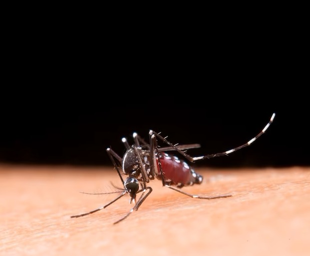 Dengue: diagnóstico precoce é fundamental para evitar complicações da doença
