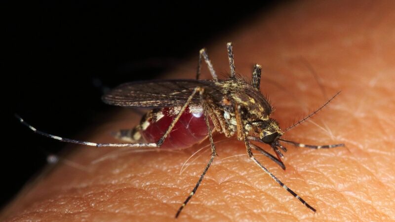 Epidemia de dengue: sete cidades do Paraná obtêm reconhecimento federal de situação de emergência