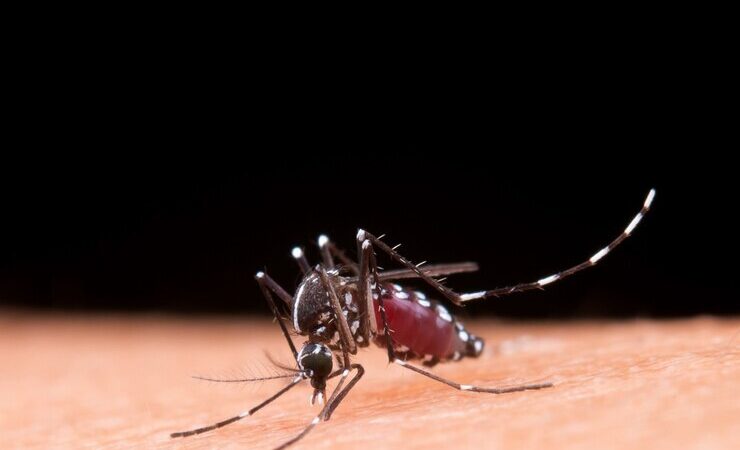 Desmascarando Fakenews: Emissora de Rádio é flagrada divulgando informações falsas sobre epidemia de dengue em Maringá