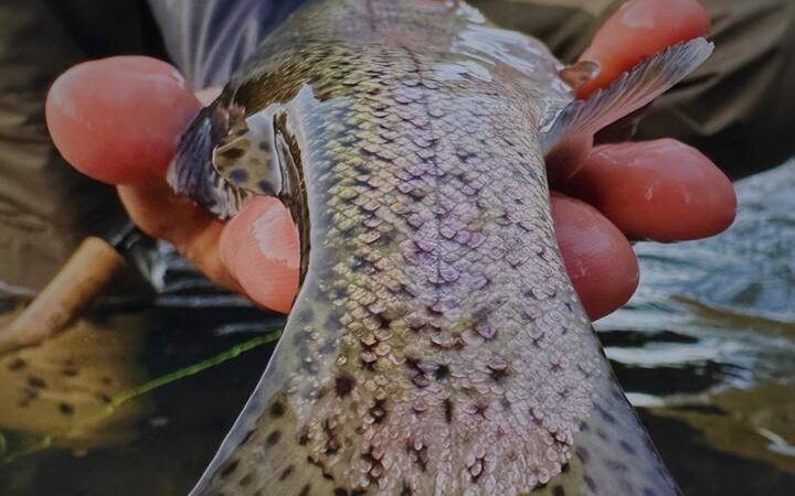 Documentário brasileiro sobre a pesca da truta vence Festival na Espanha