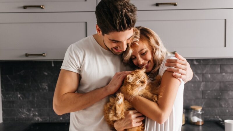 Semana do Gato: tudo o que você precisa saber antes de ter um felino em casa