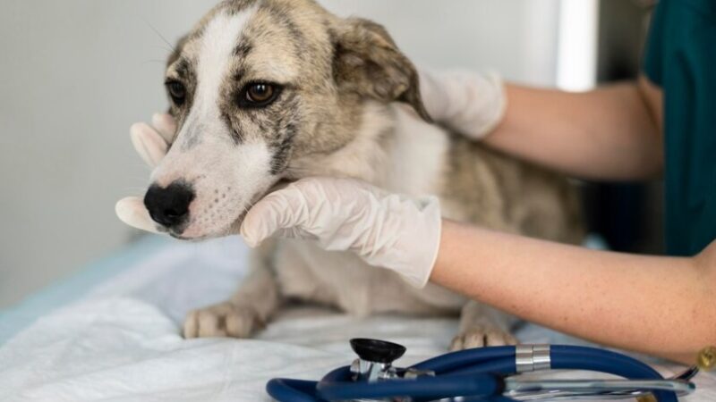 Prefeitura de Peabiru e Integrado realizam mutirão de castração de animais domésticos