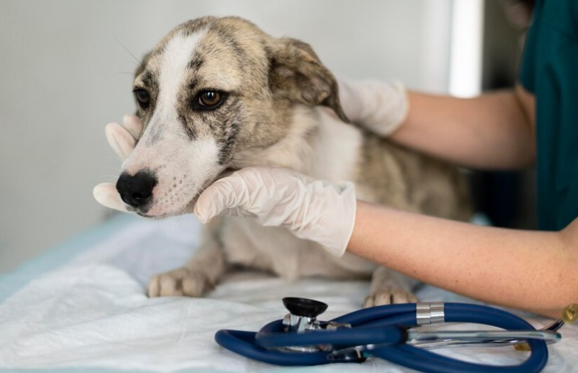 Prefeitura de Peabiru e Integrado realizam mutirão de castração de animais domésticos