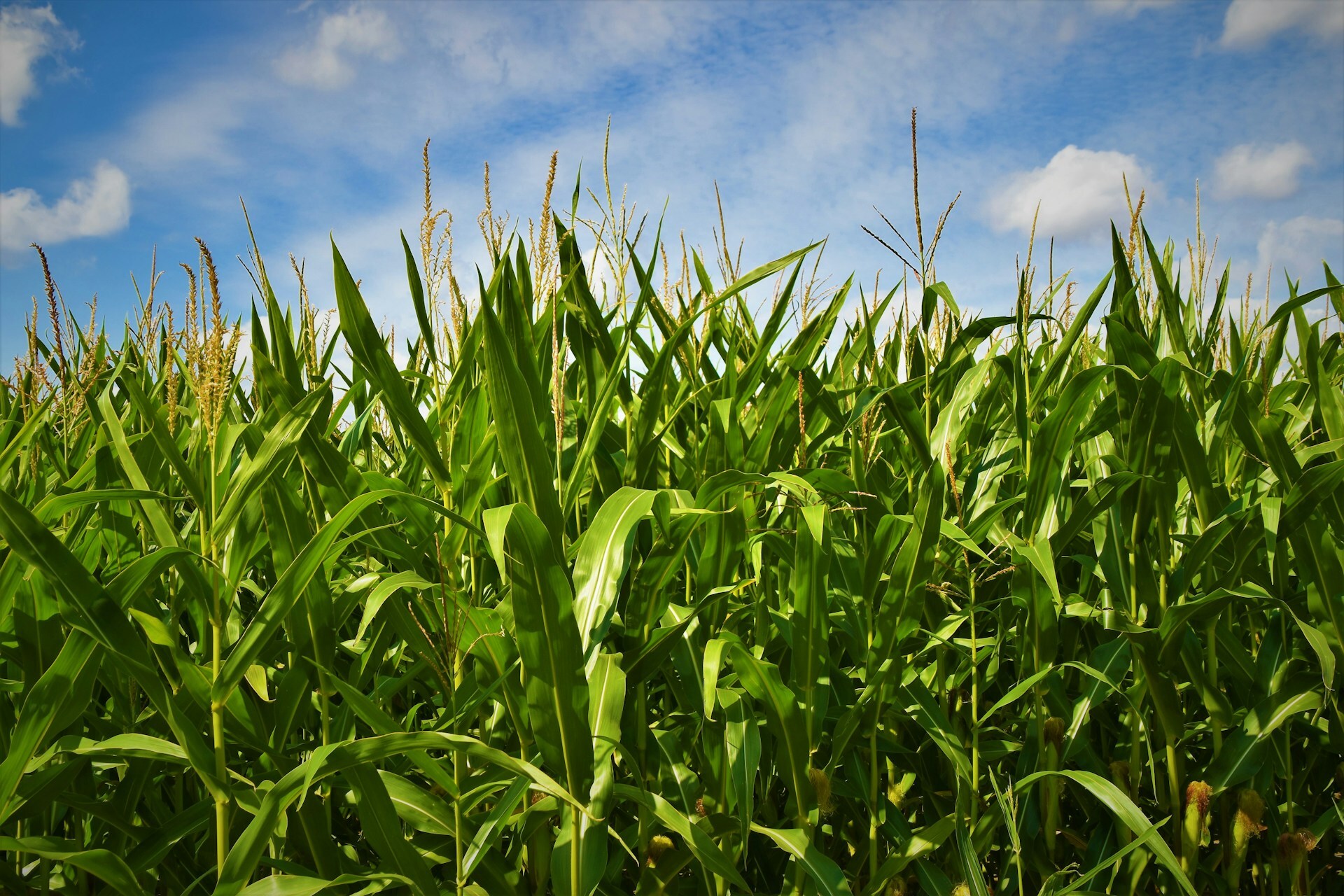 Conab divulga estimativa de produção de soja e milho