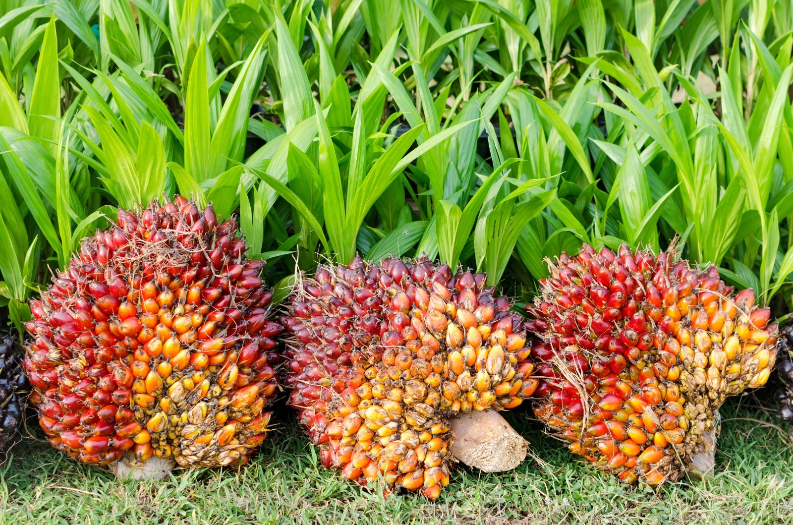 Pará começa a rastrear a produção de dendê