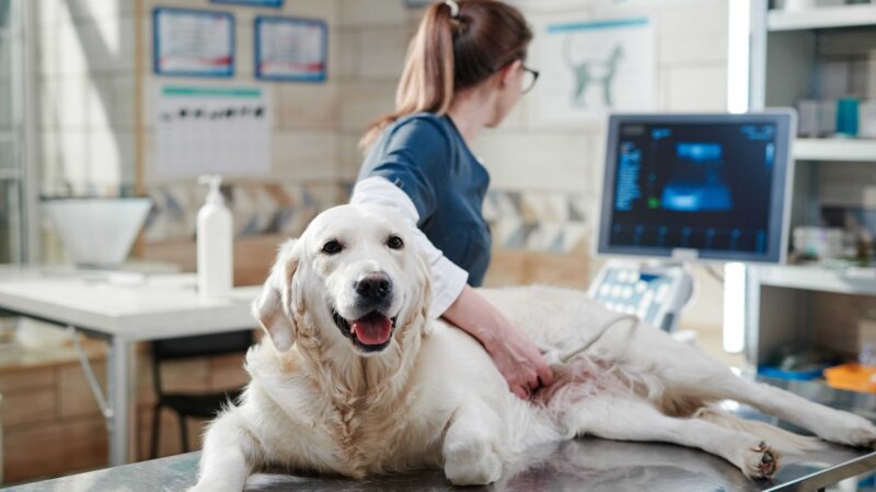 ONC Care da Hill’s traz nutrição de apoio para pets em tratamento oncológico
