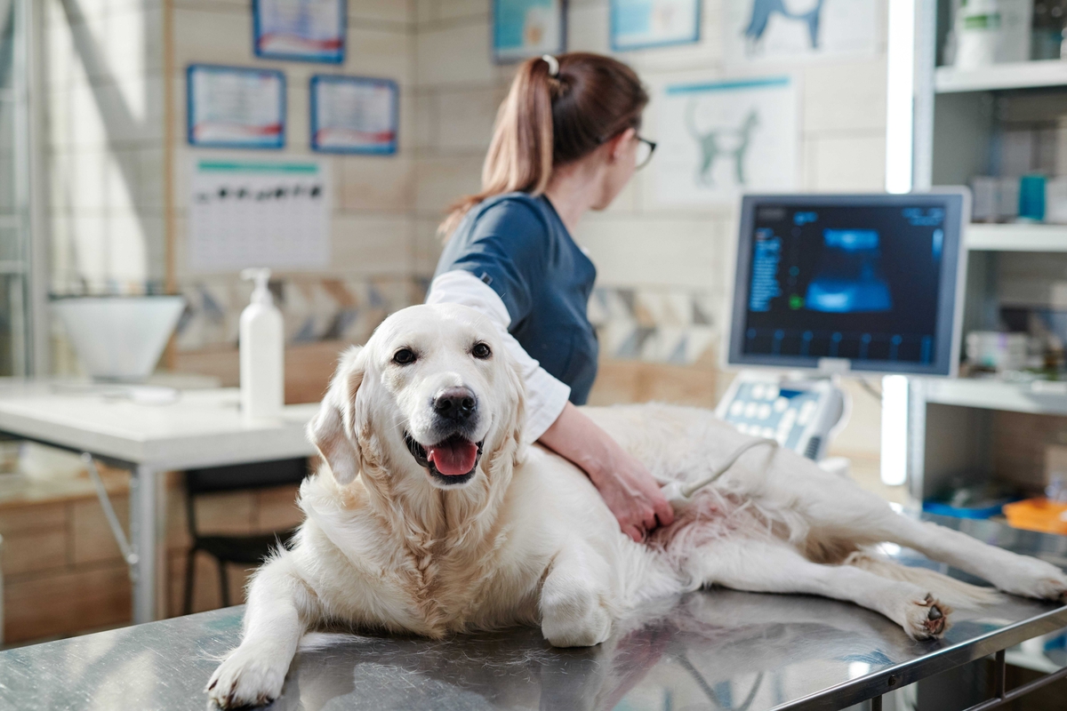 ONC Care da Hill’s traz nutrição de apoio para pets em tratamento oncológico