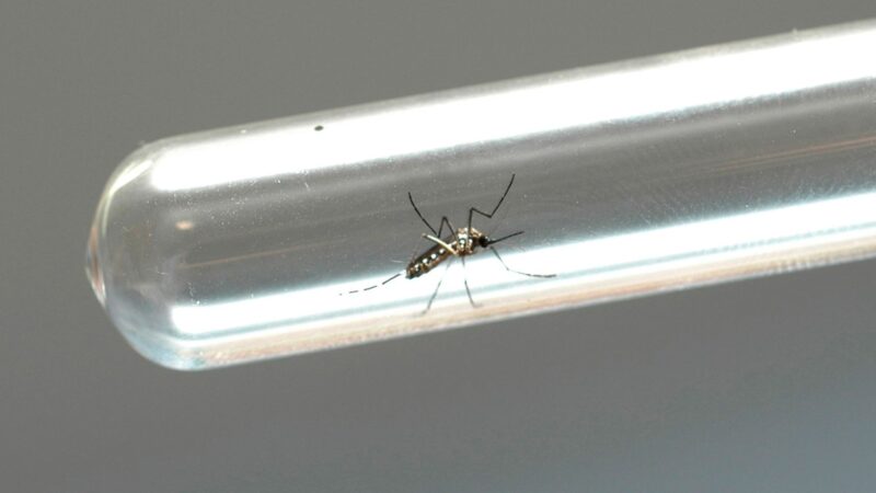 UniBrasil realiza testes rápidos e orienta a sociedade sobre medidas de prevenção contra a dengue