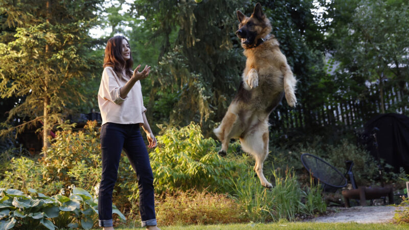 Metabolic + Mobility da Hills Pet foca na perda de peso e na mobilidade dos cães