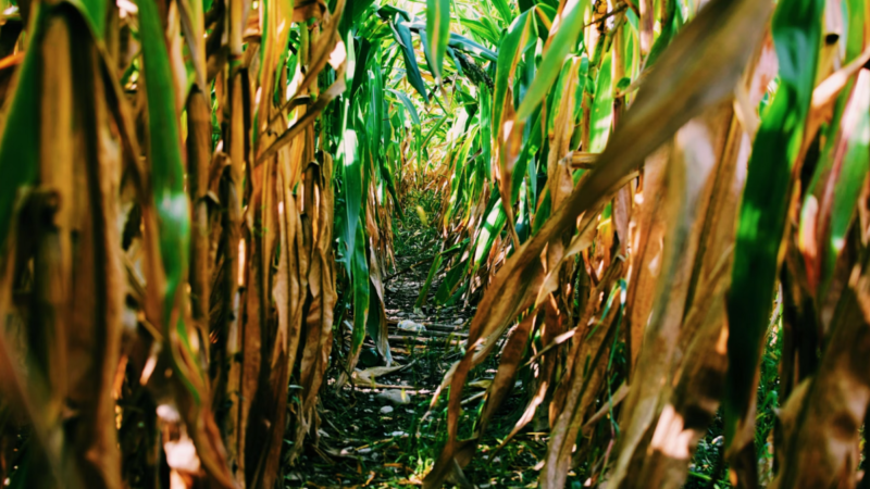 Indústria química contribui para a agricultura sustentável