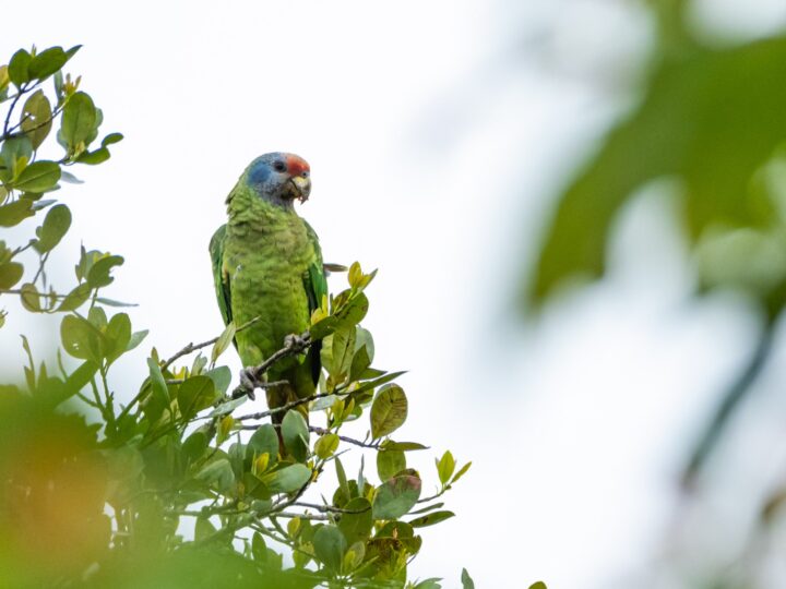 Grande Reserva da Mata Atlântica firma parceria com primeira plataforma de crowdfunding com foco em projetos ambientais do Brasil