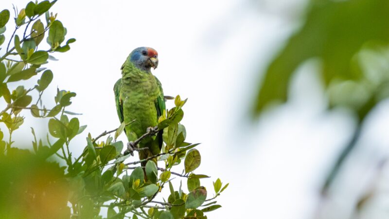 Grande Reserva da Mata Atlântica firma parceria com primeira plataforma de crowdfunding com foco em projetos ambientais do Brasil