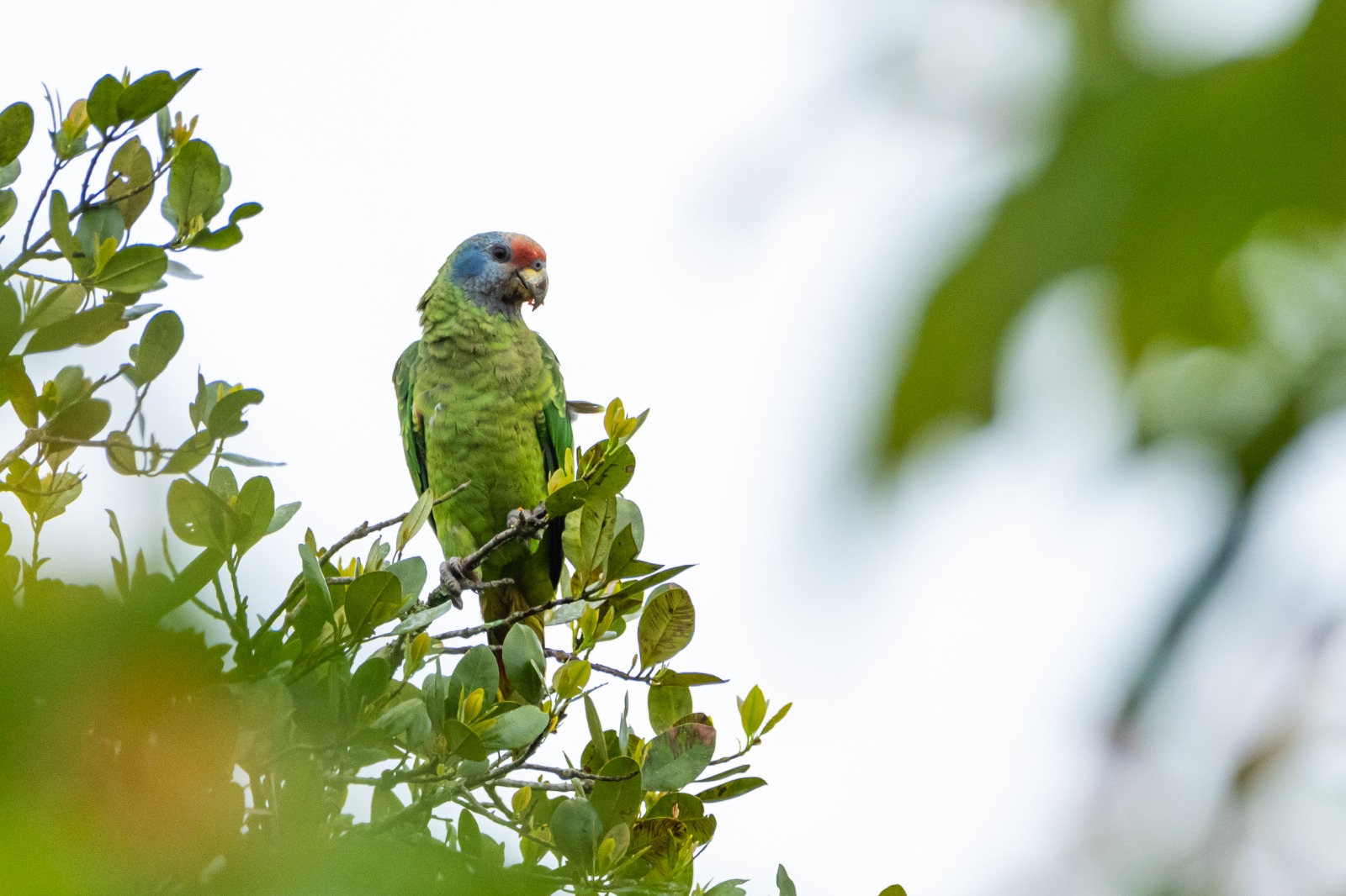 Grande Reserva da Mata Atlântica firma parceria com primeira plataforma de crowdfunding com foco em projetos ambientais do Brasil