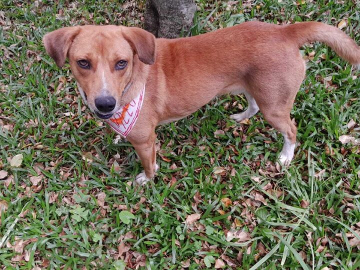 Animais resgatados no RS ganham novos lares em Curitiba