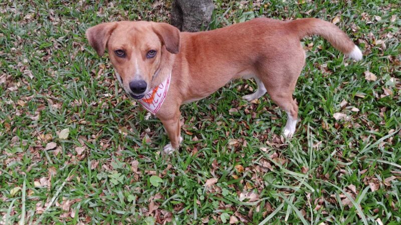 Animais resgatados no RS ganham novos lares em Curitiba