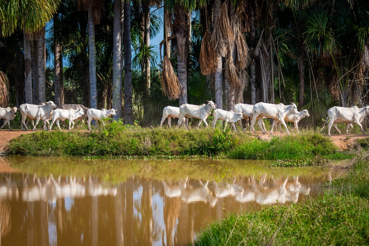 Parintins Agropecuária estará presente na Expoferr