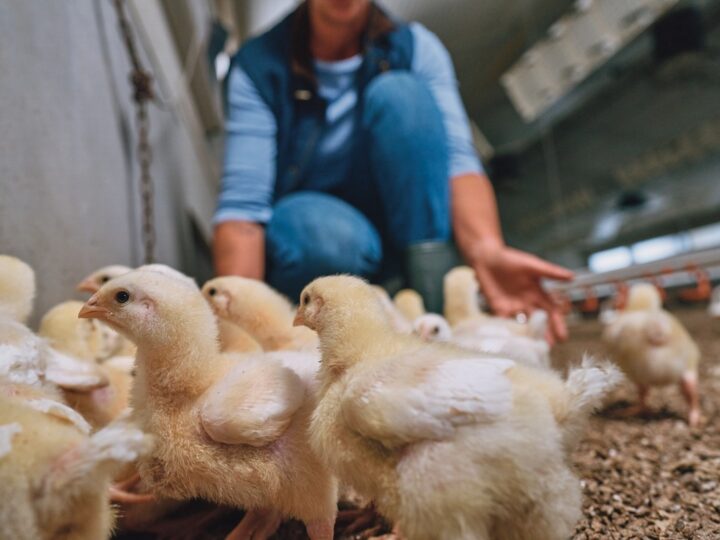 Do campo à mesa: o produtor é a chave para uma ceia segura