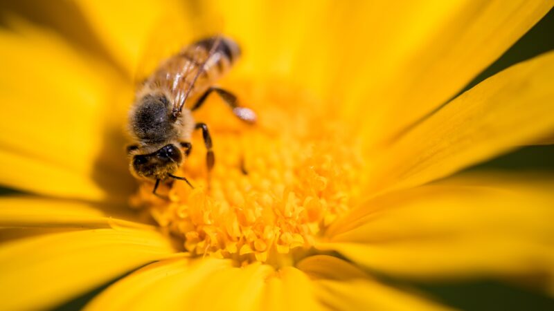 Do agro ao meio ambiente: qual a importância das abelhas para a economia?