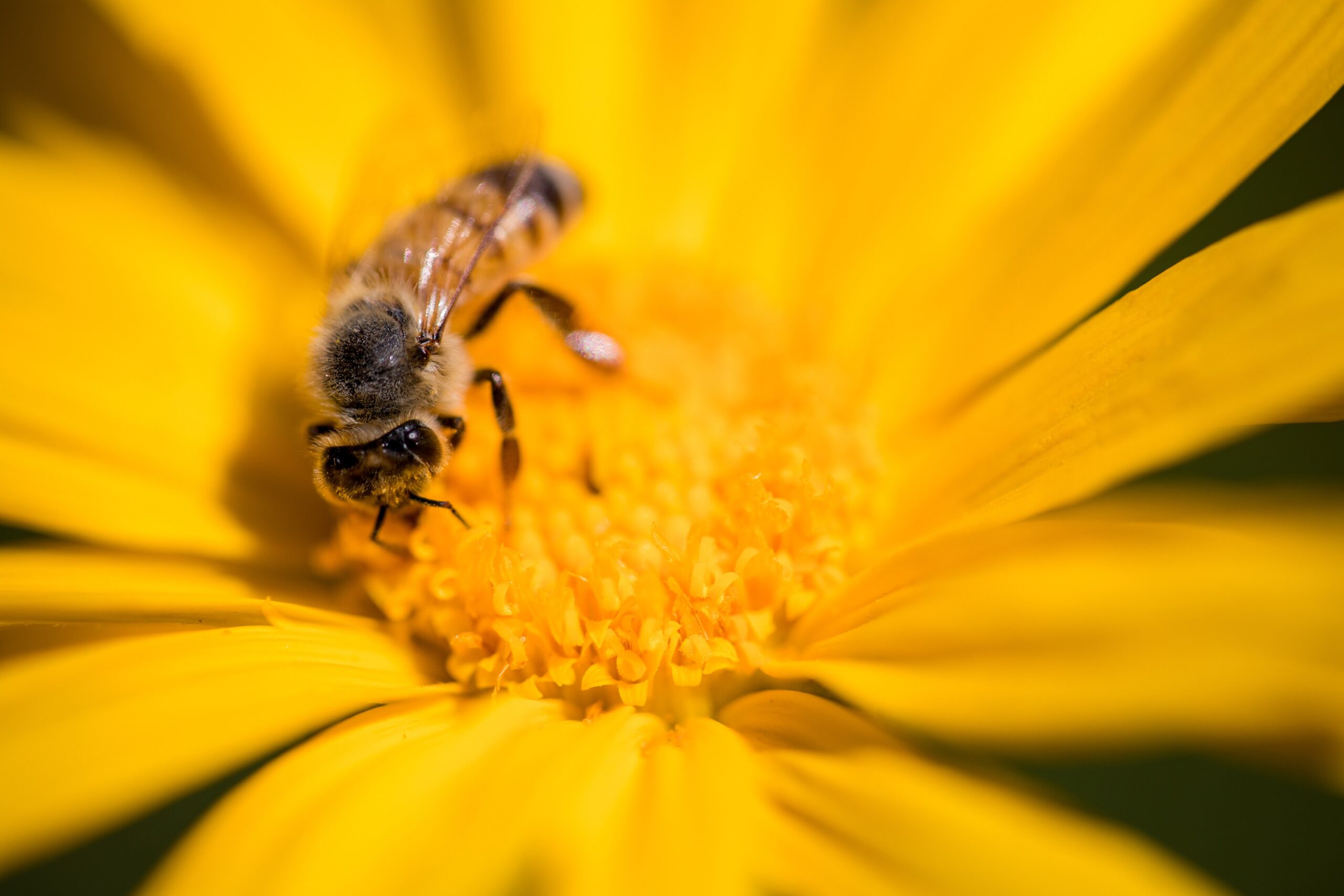 Do agro ao meio ambiente: qual a importância das abelhas para a economia?