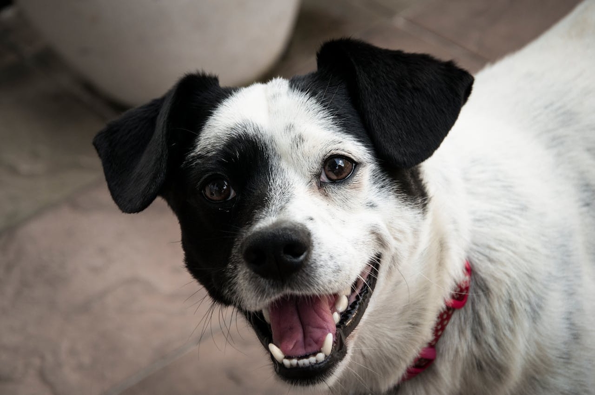 Hill’s Pet Nutrition lança Oral Care, alimento focado na saúde bucal dos pets