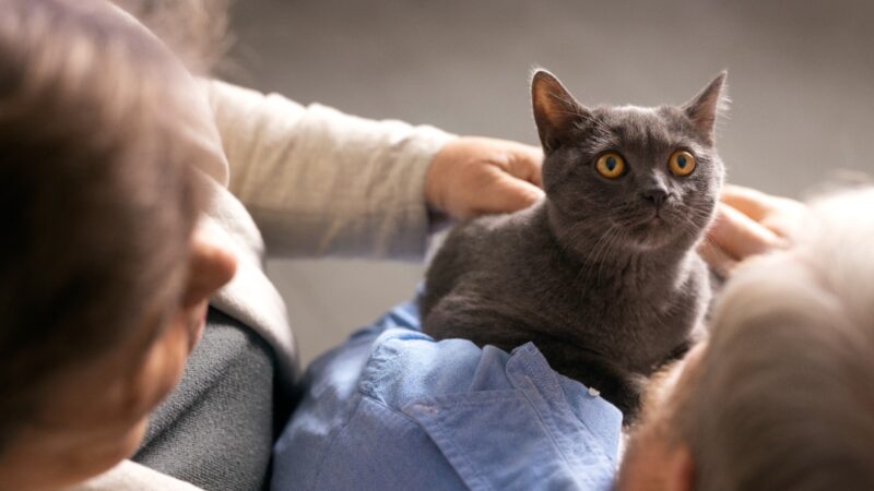 Dia Mundial do Gato: saiba o que o comportamento dos felinos quer dizer