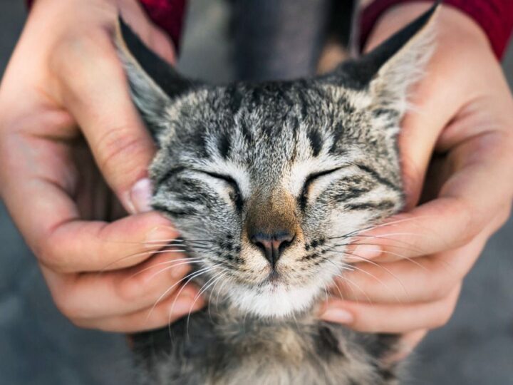 Pets: Saiba o que analisar antes de ter um gato em casa