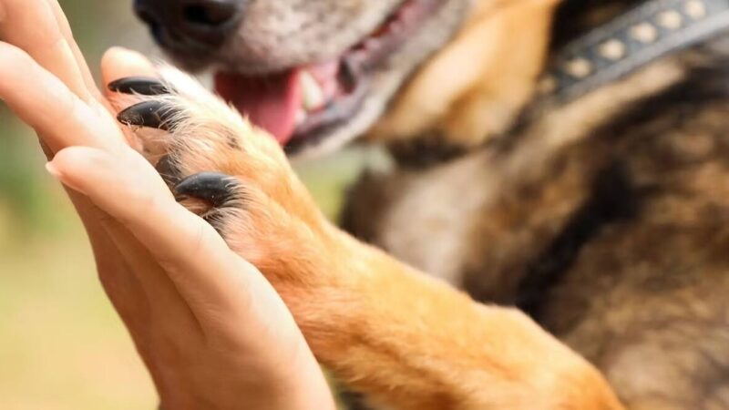 ONG Cão Sem Dono e Repelex se unem para incentivar a adoção