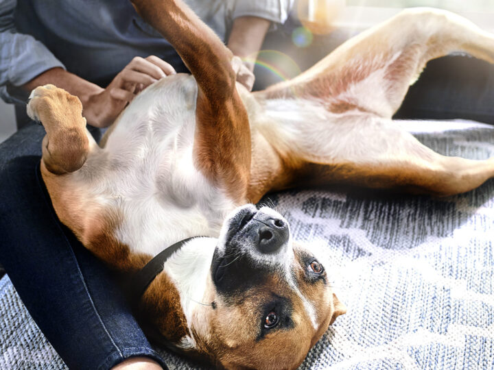 Hill’s reforça importância das fibras na saúde intestinal e bem-estar de pets