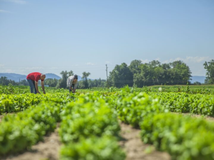 Excedentes da agricultura viram renda com apoio industrial
