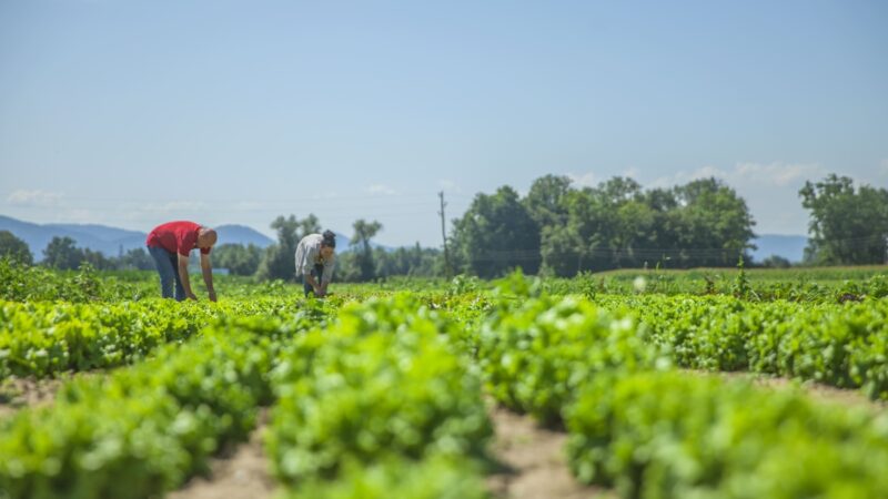 Excedentes da agricultura viram renda com apoio industrial