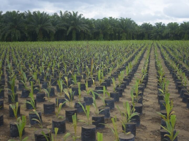 Grupo BBF fortalece a economia circular na Amazônia