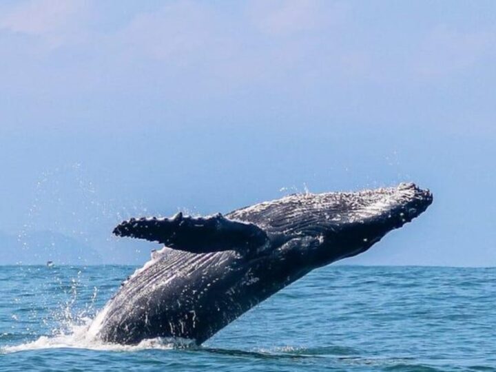 Litoral Norte de SP inicia temporada de baleias-jubarte e impulsiona turismo