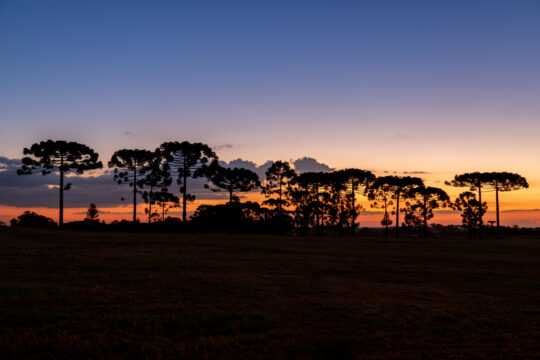 Mudanças climáticas ameaçam habitat da araucária e da gralha-azul no Paraná, aponta estudo