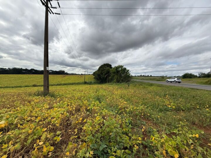 Plantio em faixa de domínio amplia renda em comunidades rurais