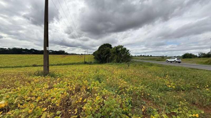 Plantio em faixa de domínio amplia renda em comunidades rurais