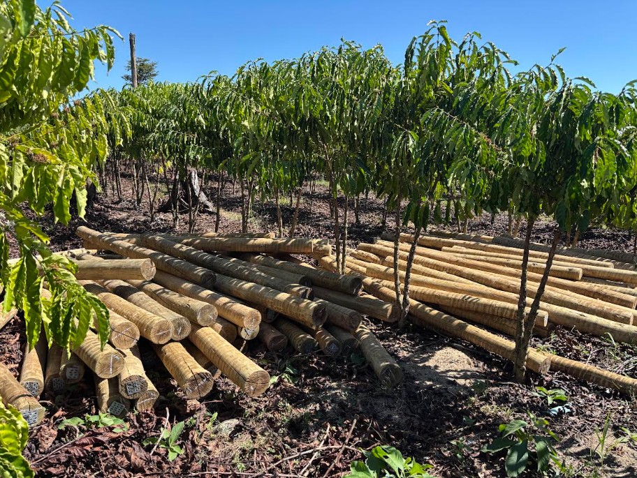Fundo JBS pela Amazônia lança projeto que pode aumentar em 60% a renda de comunidades rurais