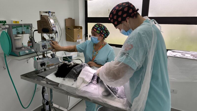 Outubro Rosa: Hospital Veterinário reforça a importância da prevenção de tumores em pets