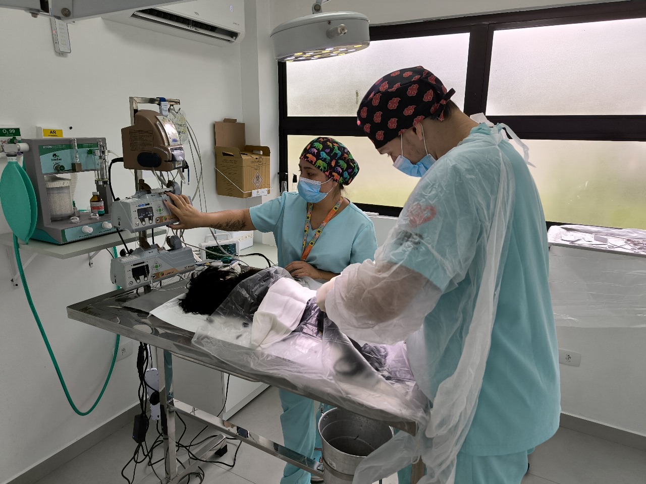 Outubro Rosa: Hospital Veterinário reforça a importância da prevenção de tumores em pets