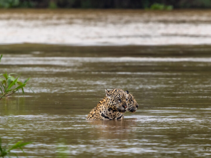 Felipe Cuoco amplia projeto sobre o bioma pantaneiro