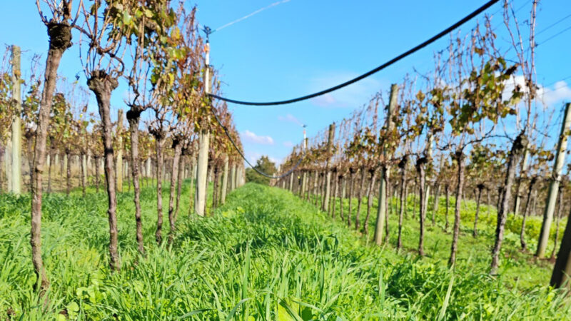 RS leva viticultura sustentável à pauta da COP30