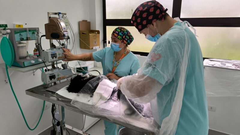 Saiba a importância da doação de sangue para pets