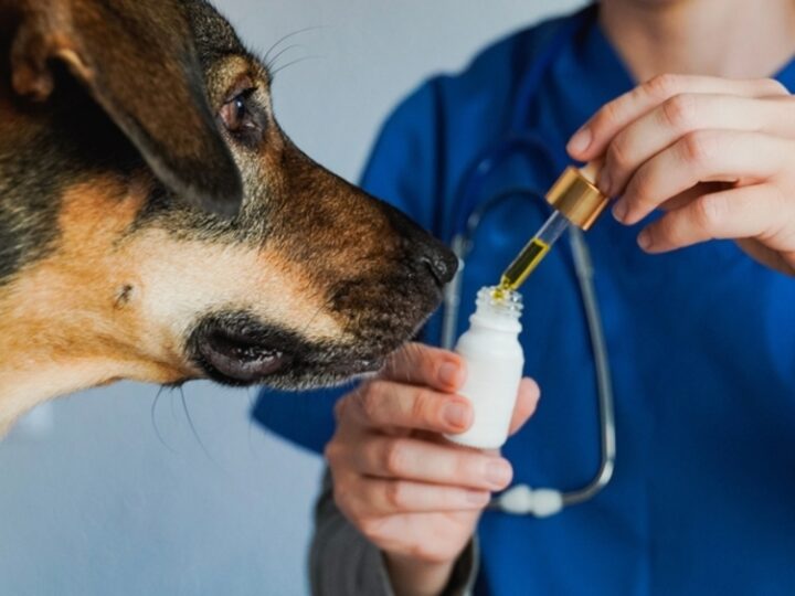 Curso capacita veterinários para prescrição de Cannabis