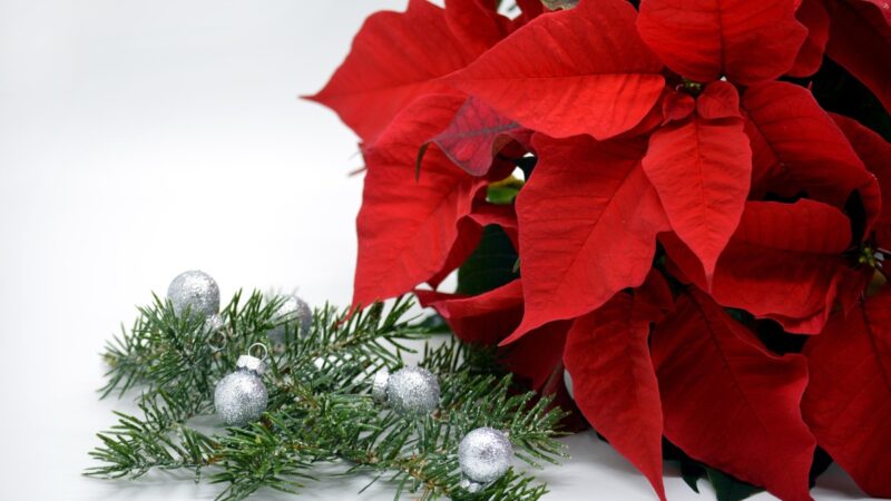 Giuliana Flores prevê aumento de 25% nas vendas no Natal