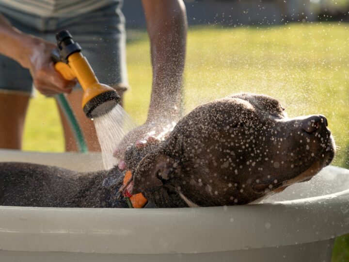 Como cuidar dos pets nos dias quentes de verão?