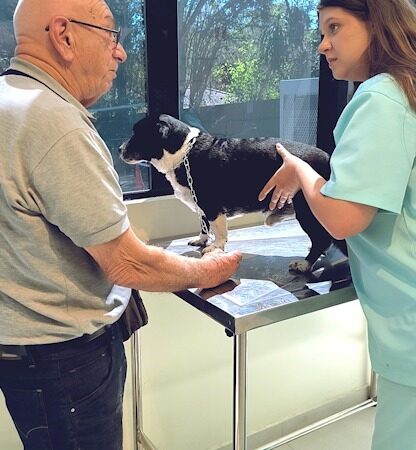 Hospital Veterinário alerta da importância de cuidar e proteger os animais